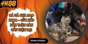 Đá Gà Cựa Dao HM88 – Sức Hấp Dẫn Trên Sàn Đấu Hiện Đại