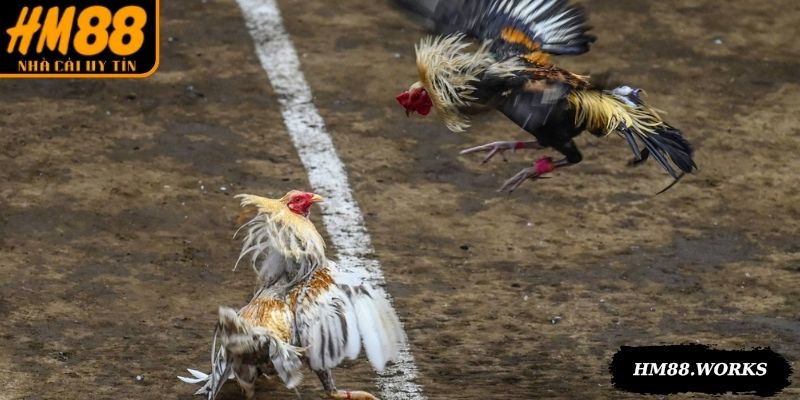 Đá gà cựa dao diễn ra nhanh, kết quả hiển thị minh bạch
