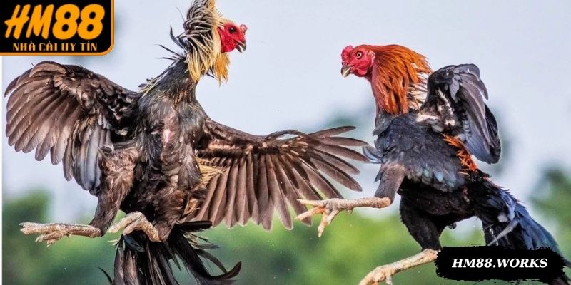 Kê tre chiến đấu dựa trên sức mạnh và khả năng khéo léo