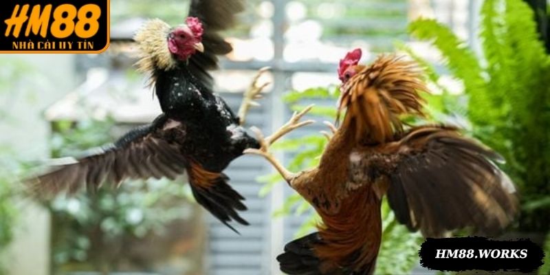 Nhiều lựa chọn kèo cho đá gà HM88 kịch tính