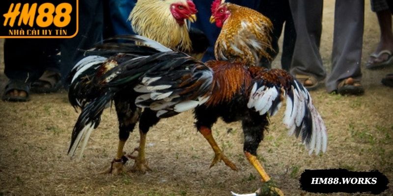 Đá gà HM88 trực tiếp các trận đấu gây cấn, kèo hấp dẫn