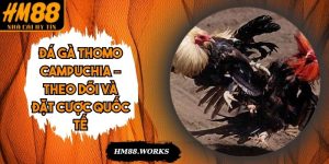 Đá Gà Thomo Campuchia – Theo Dõi Và Đặt Cược Quốc Tế