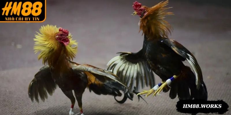 Đôi chân trong đá gà Thomo Campuchia thể hiện khả năng chiến đấu