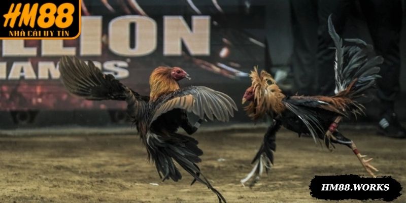 Đá gà Thomo Campuchia hoạt động công khai, được cấp phép