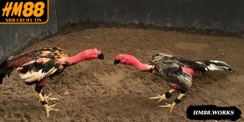 Lựa chọn chiến kê cân đối, vóc dáng dũng mãnh để đá gà tre