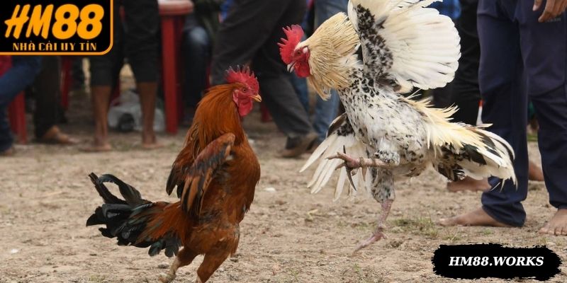 Thống kê các trận đấu trước để nhận biết phong độ chiến kê