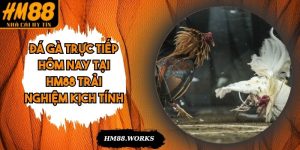 Đá Gà Trực Tiếp Hôm Nay Tại HM88 Trải Nghiệm Kịch Tính