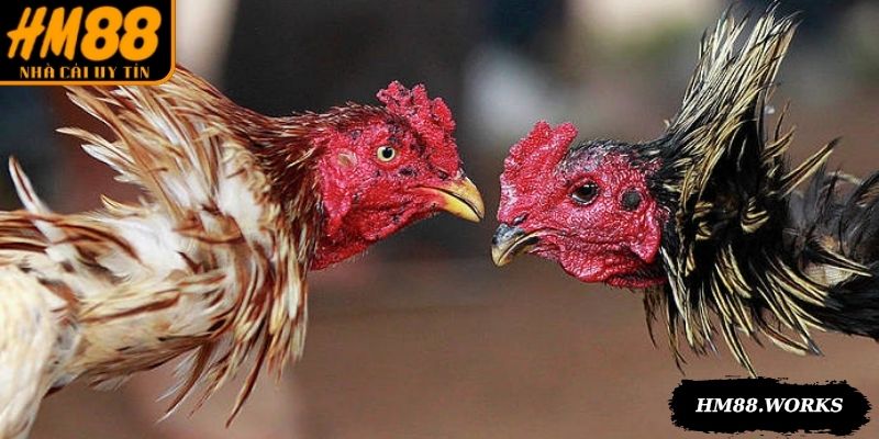 Thưởng thức các trận đá gà trực tiếp hôm nay chuẩn HD